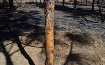 Tree damage from wild pigs.