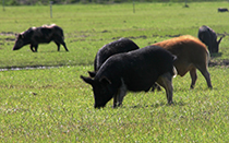 Wild pigs in a field.