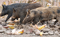Wild pigs damaging crops.