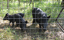 Wild pigs in a cage.