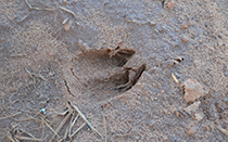 Wild pig track in mud.