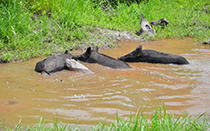 Wild pigs in mud wallow.